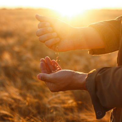 Photo. Hands of a farmer holding a handful of wheat grains in a wheat field in sunset.  Farmer checking the quality of wheat.